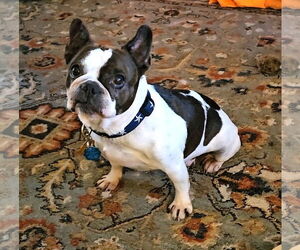 French Bulldog Dogs for adoption in St. Louis Park, MN, USA