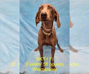 Weimaraner Dogs for adoption in pomfret, CT, USA