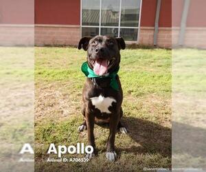 American Staffordshire Terrier-Unknown Mix Dogs for adoption in San Antonio, TX, USA