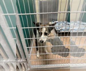 Mutt Dogs for adoption in Texas City, TX, USA