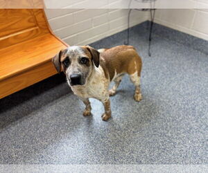 Labrador Retriever-Unknown Mix Dogs for adoption in Grovetown, GA, USA