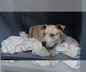 Mutt Dogs for adoption in Downey, CA, USA