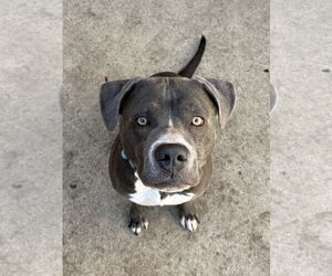 American Pit Bull Terrier-Unknown Mix Dogs for adoption in Aurora, IL, USA