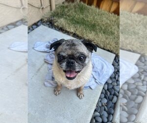 Pug Dogs for adoption in Concord, CA, USA