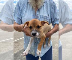 Beagle-Unknown Mix Dogs for adoption in Stockton, CA, USA