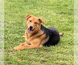 Shepradors Dogs for adoption in Orangeburg, SC, USA