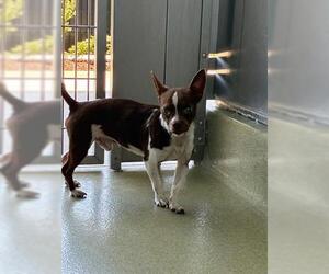 Chihuahua-Unknown Mix Dogs for adoption in San Martin, CA, USA