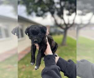 Border Collie-Unknown Mix Dogs for adoption in Paso Robles, CA, USA