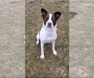 English Springer Spaniel-Spaniel Mix Dogs for adoption in Estherville, IA, USA