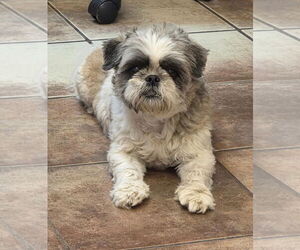 Shih Tzu Dogs for adoption in Amarillo, TX, USA