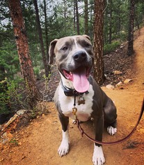 American Pit Bull Terrier Dogs for adoption in Evergreen, CO, USA