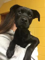 Labrador Retriever Dogs for adoption in Middletown, NY, USA