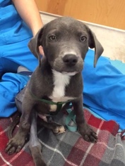 Blue Lacy Dogs for adoption in New York, NY, USA