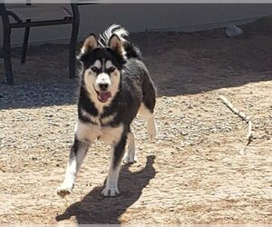 Siberian Husky-Unknown Mix Dogs for adoption in Peralta, NM, USA