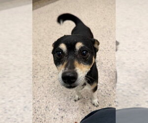 Shiba Inu-Unknown Mix Dogs for adoption in Brighton, CO, USA