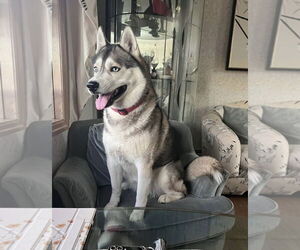 - Mix Dogs for adoption in Chester, NJ, USA