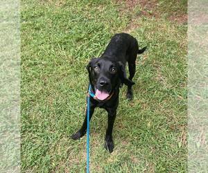 Eurasier-Labrador Retriever Mix Dogs for adoption in Front Royal, VA, USA