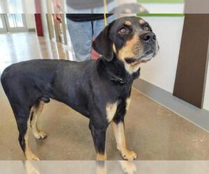 Doberman Pinscher-Labrador Retriever Mix Dogs for adoption in Houston, TX, USA