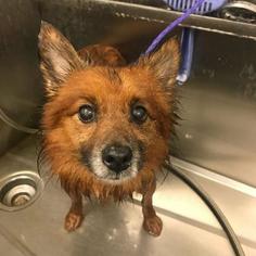 Pomeranian-Unknown Mix Dogs for adoption in Evansville, IN, USA