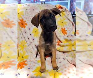 Labrador Retriever-Unknown Mix Dogs for adoption in pomfret, CT, USA