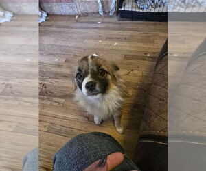 Pomeranian-Unknown Mix Dogs for adoption in Aurora, IN, USA