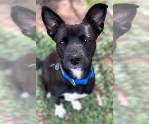 Labrador Retriever-Unknown Mix Dogs for adoption in Wakefield, RI, USA