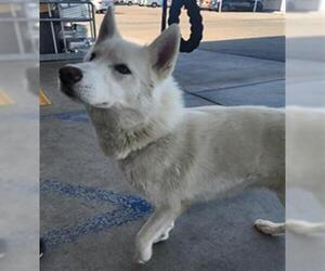 Siberian Husky Dogs for adoption in Bakersfield, CA, USA