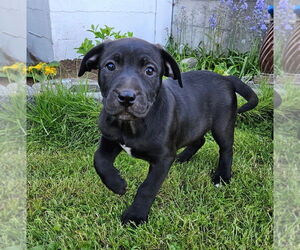 Labrottie Dogs for adoption in Bellingham, WA, USA
