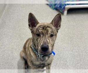 Australian Kelpie-Unknown Mix Dogs for adoption in Fort Collins, CO, USA