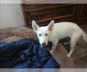 German Shepherd Dog-Unknown Mix Dogs for adoption in Conroe, TX, USA