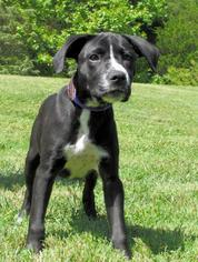Labrador Retriever Dogs for adoption in Batavia, OH, USA