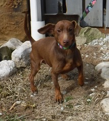 Dachshund Dogs for adoption in Stockport, OH, USA