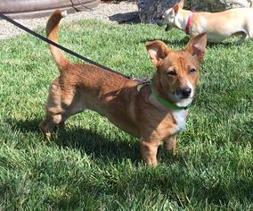 Dorgi Dogs for adoption in Campbell, CA, USA