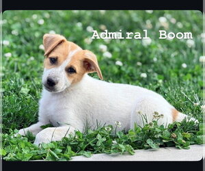 Mutt Dogs for adoption in Sandy, UT, USA