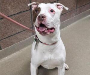 American Pit Bull Terrier Dogs for adoption in Denver, CO, USA
