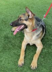 German Shepherd Dog Dogs for adoption in Cocoa, FL, USA