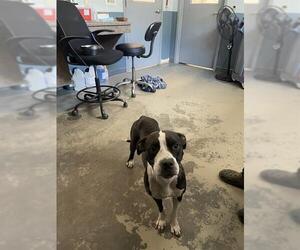 American Staffordshire Terrier-Unknown Mix Dogs for adoption in Tallahassee, FL, USA