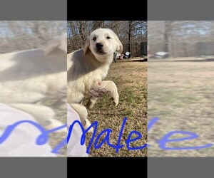 Great Pyrenees-Unknown Mix Dogs for adoption in Newark, DE, USA
