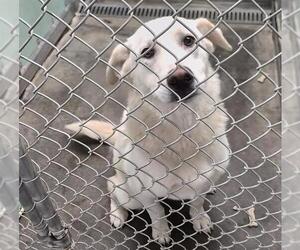 Labrador Retriever Dogs for adoption in Bakersfield, CA, USA