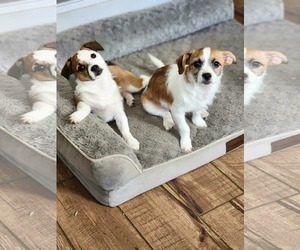 Jack Chi Dogs for adoption in Fultonham, NY, USA