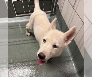 Gerberian Shepsky Dogs for adoption in Baytown, TX, USA