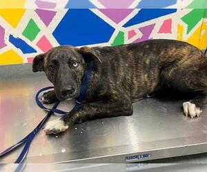 Dutch Shepherd -Unknown Mix Dogs for adoption in Baytown, TX, USA