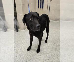 Labrador Retriever-Unknown Mix Dogs for adoption in Conroe, TX, USA