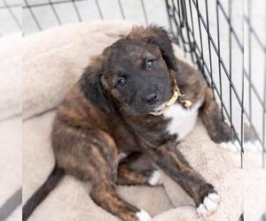 Chihuahua-Unknown Mix Dogs for adoption in San Diego, CA, USA