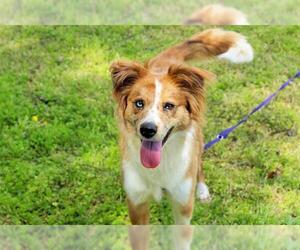 Australian Shepherd-Unknown Mix Dogs for adoption in Murfreesboro, TN, USA