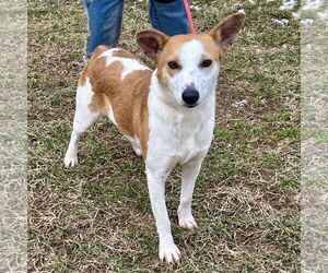 Jack Russell Terrier-Red Heeler Mix Dogs for adoption in Batavia, OH, USA