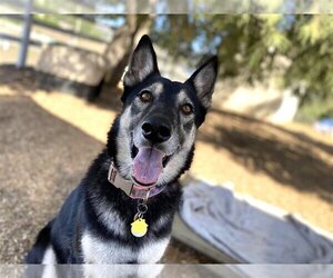 Huskies -Unknown Mix Dogs for adoption in  Ramona, CA, USA