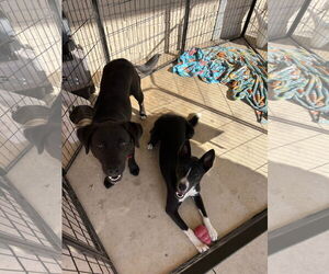 Siberian Husky-Unknown Mix Dogs for adoption in Bangs, TX, USA