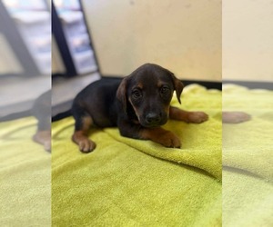 Labrador Retriever-Unknown Mix Dogs for adoption in Westwood, NJ, USA