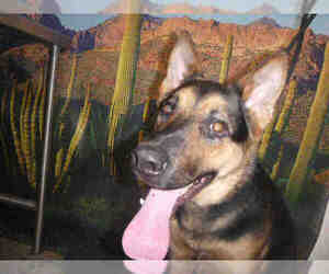 German Shepherd Dog Dogs for adoption in Henderson, NV, USA